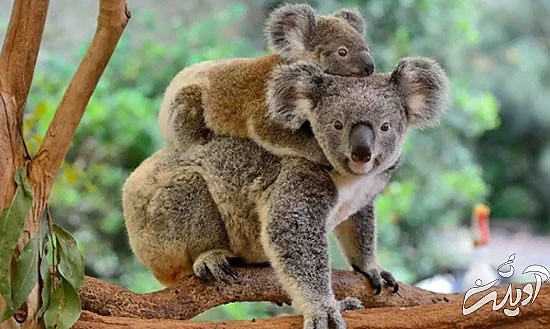 با خنگترین حیوانات دنیا آشنا بشید با خنگترین حیوانات دنیا آشنا بشید